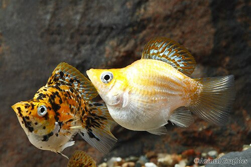 Assorted Balloon Molly Reg Tampa Bay Cichlids