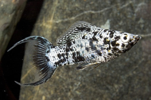 Dalmatian Lyretail Molly Medium Tampa Bay Cichlids