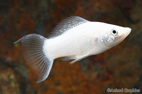 Silver Lyretail Molly Regular Tampa Bay Cichlids