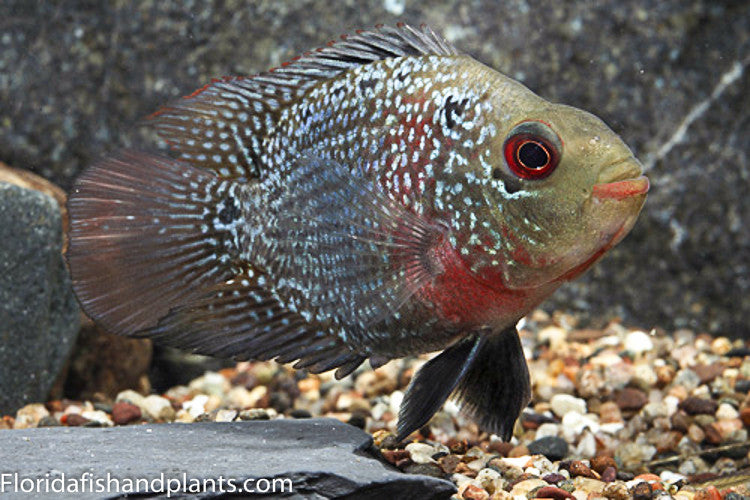 Parrot cichlid store