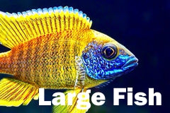 Large Fish – Tampa Bay Cichlids