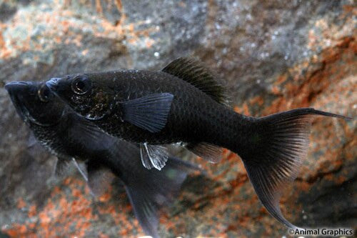 Black Lyretail Molly Regular – Tampa Bay Cichlids