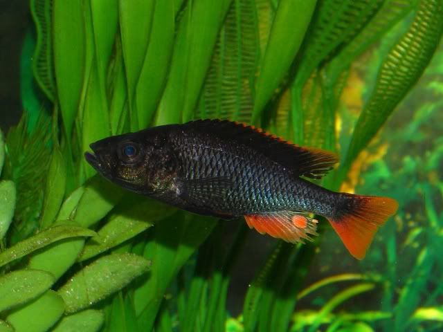 Haplochromis piceatus – Tampa Bay Cichlids