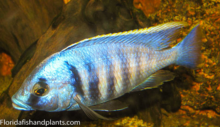 Deep Water Hap, (Placidochromis electra)