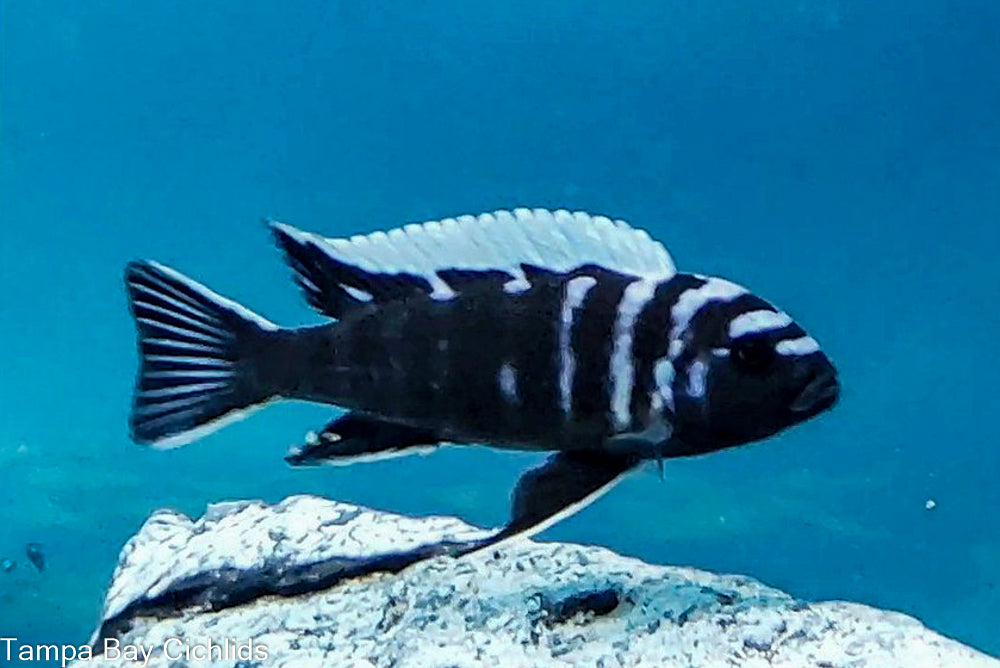 Deep Ndonga, Cynotilapia zebroides Ndonga