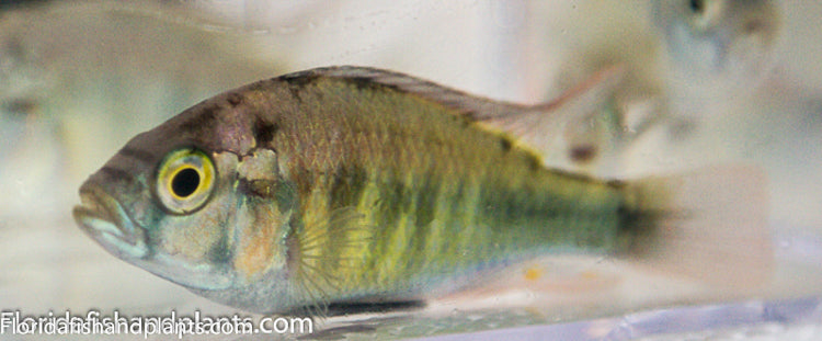 Ruby Green Haplochromis sp