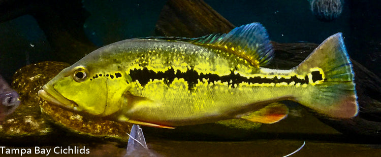 Royal Peacock Bass, Cichla Intermedia 1.25-2.0 inch