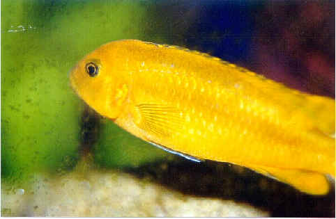 electric blue johanni cichlid female