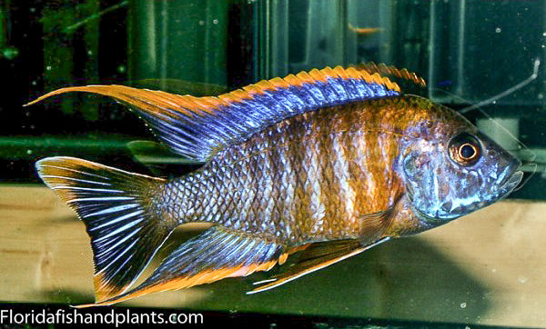 Aulonocara (Peacock's) – Tampa Bay Cichlids