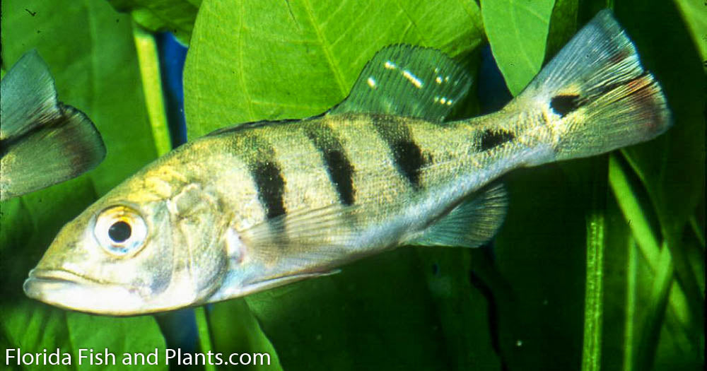 Peacock Bass Occellaris (Butterfly Peacock Bass) 3.0-3.5 inch