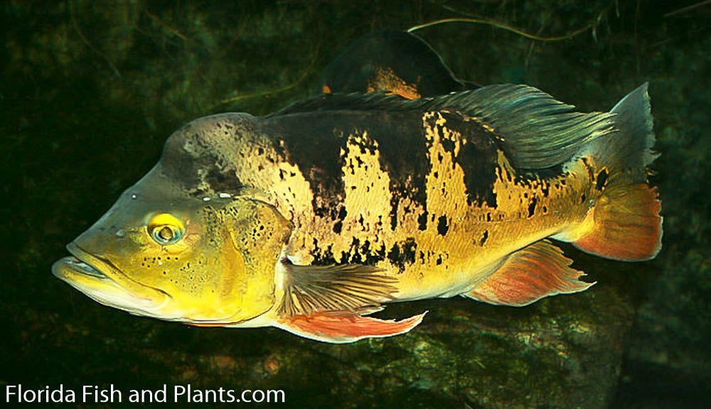 Peacock Bass Occellaris (Butterfly Peacock Bass) 3.0-3.5 inch