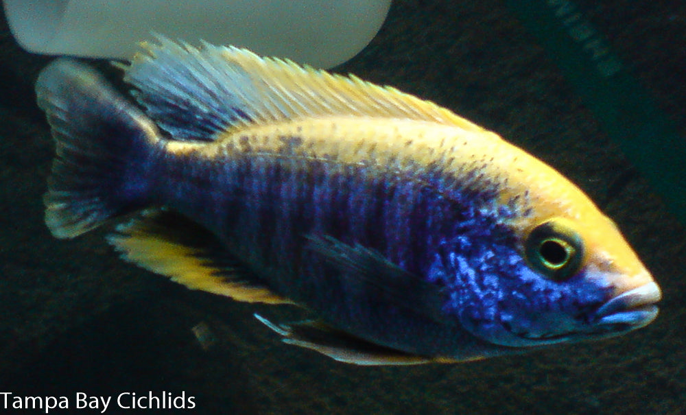 Sulfurhead Hap, Protomelas spilonotus – Tampa Bay Cichlids