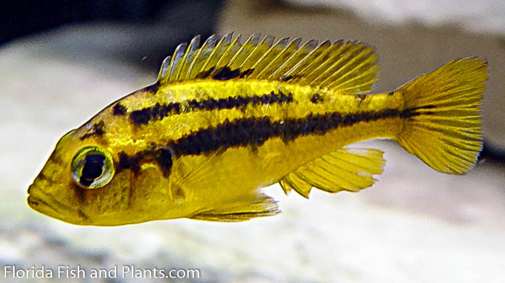 Kribensis Health Problems: Essential Tips for a Healthy Fish