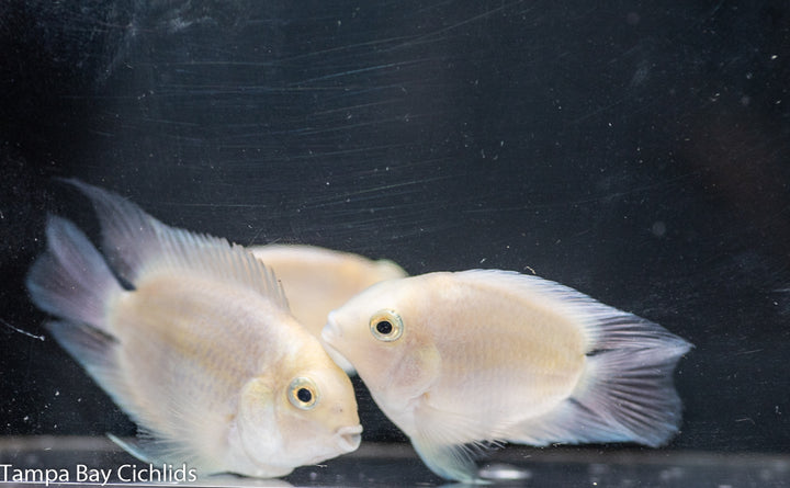 Snow White Parrot Convict (Platinum Parrot) – Tampa Bay Cichlids