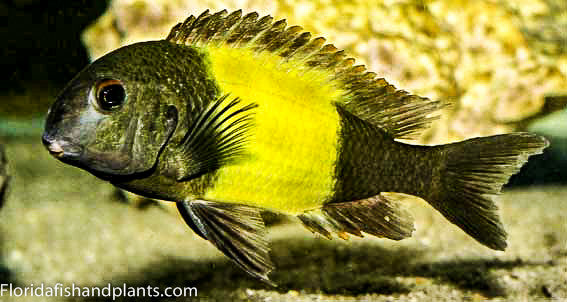 Ikola Kaiser, Tropheus sp, 1.25-2.0 inch