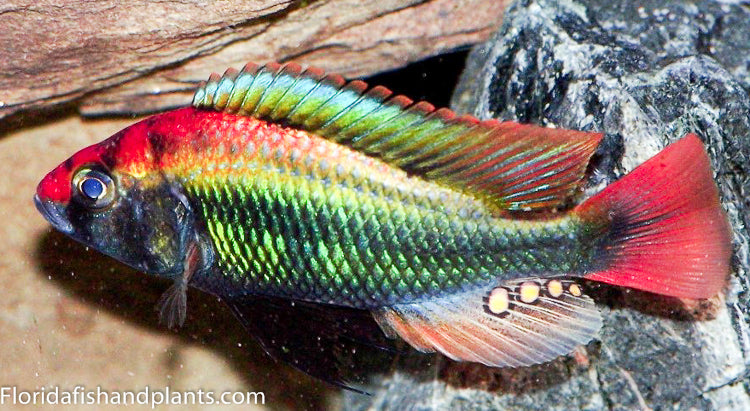 Ruby Green Haplochromis sp