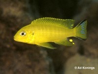 Daktari Cichlid, Metriaclima sp. "Daktari" Hai Reef